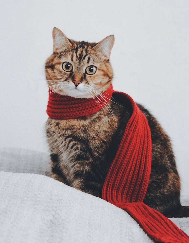 Upcycled Clothing and Accessories